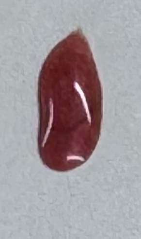 Angry Rose Nail Polish