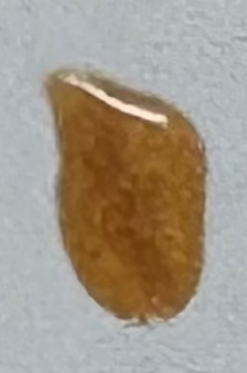 Copper Head Nail Polish