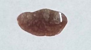 Magic Beans Nail Polish